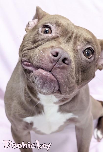 Enlarge Doohickey, a Adoptable mixed breed in Mason, MI image 1/2