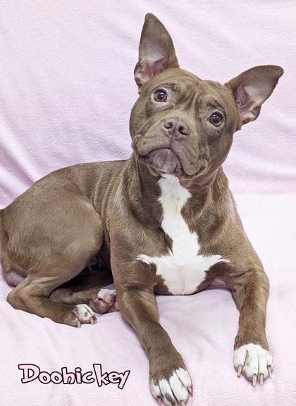 Enlarge Doohickey, a Adoptable mixed breed in Mason, MI image 2/2