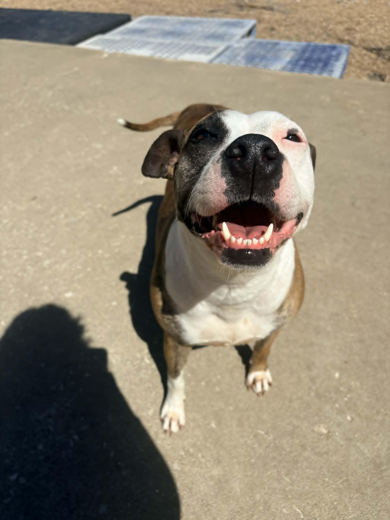 Sadie, Adoptable, Adult Female Pit Bull Terrier.