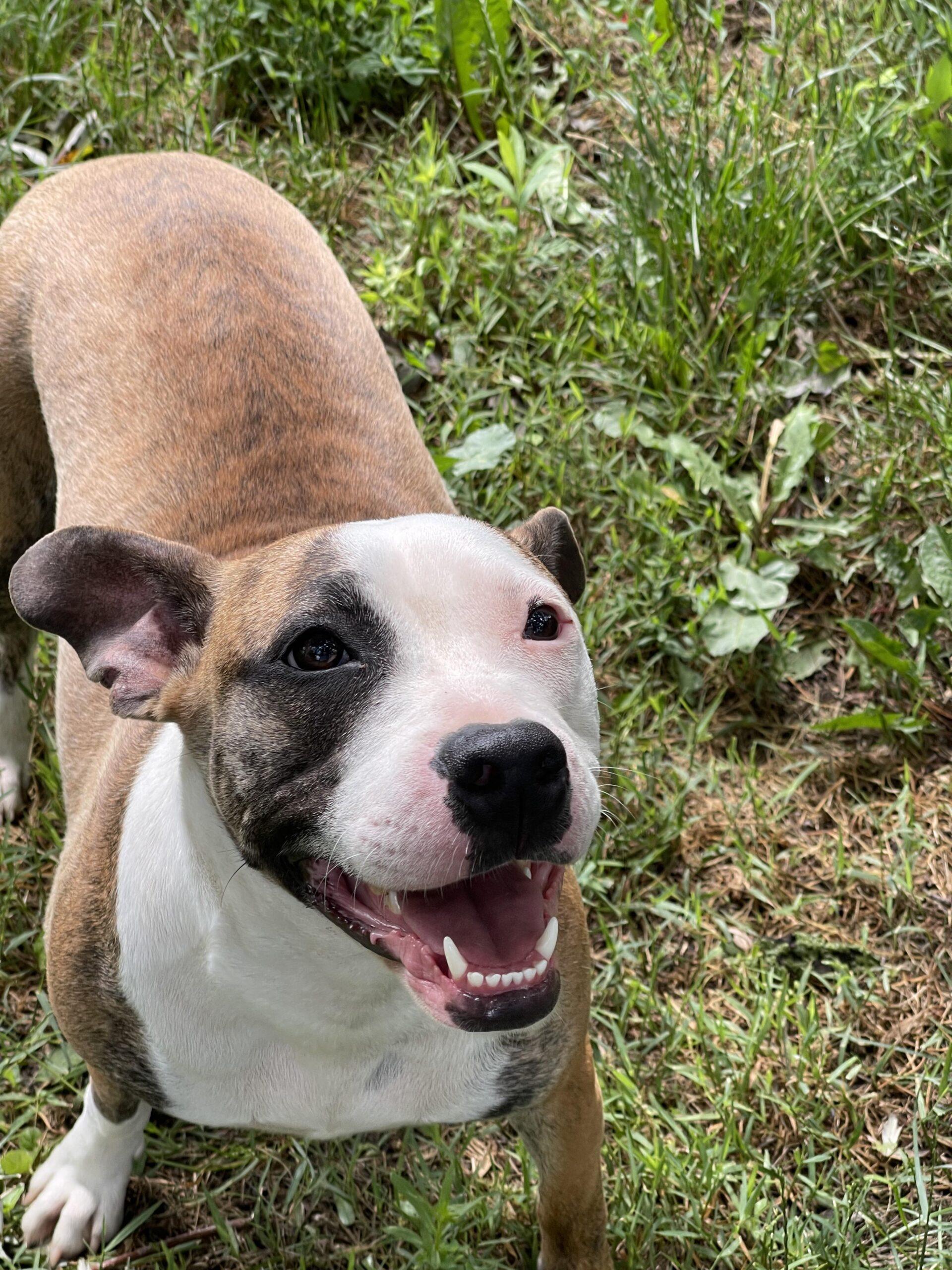 Sadie, a Adoptable mixed breed in Kansas City, MO image 2/6