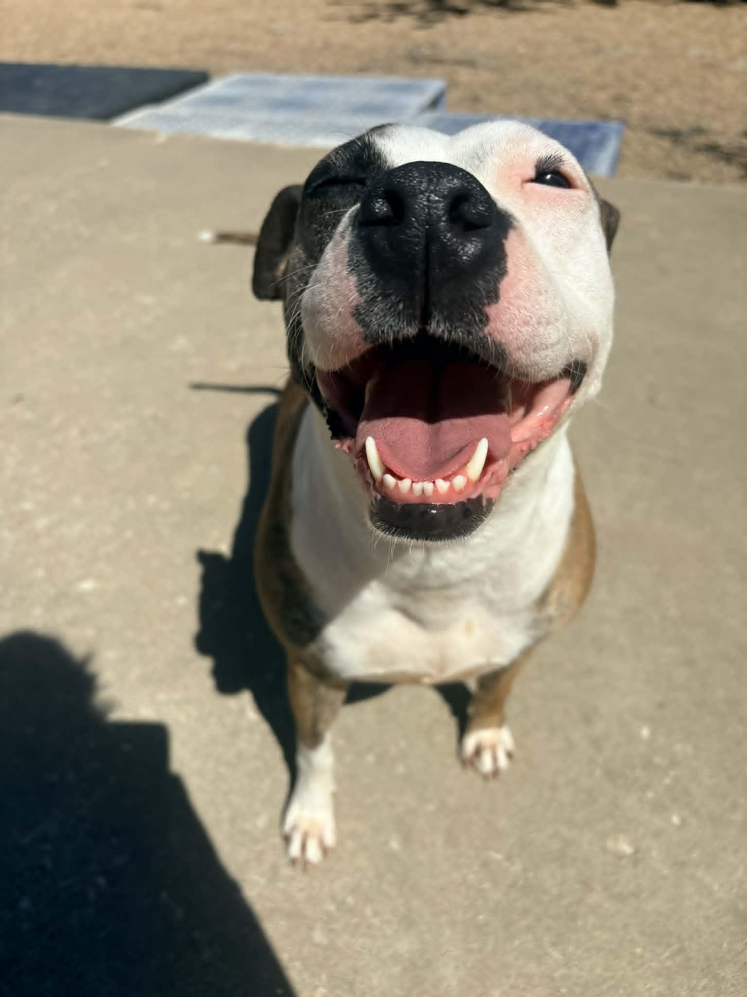 Sadie, a Adoptable mixed breed in Kansas City, MO image 3/6