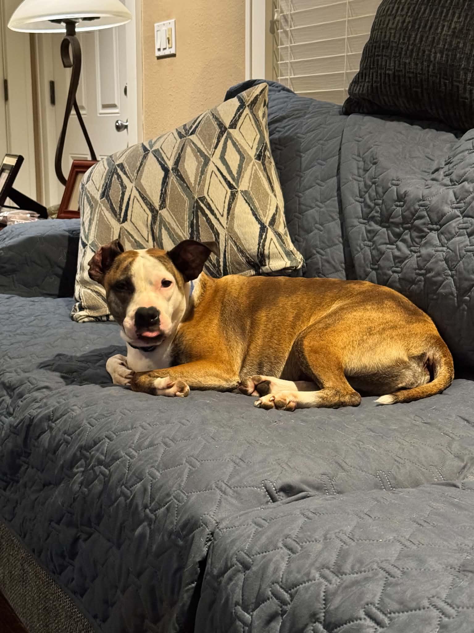Enlarge Sadie Foster NEEDED, a Adoptable mixed breed in Kansas City, MO image 4/6
