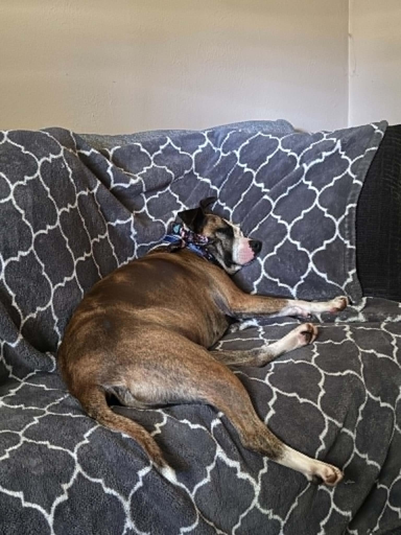 Sadie, a Adoptable mixed breed in Kansas City, MO image 6/6