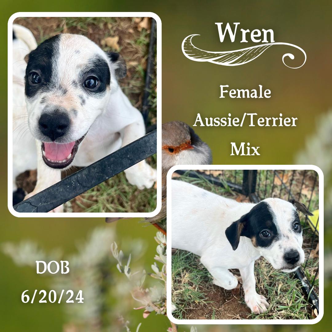 Dog for adoption Wren, an Australian Shepherd & Terrier Mix in