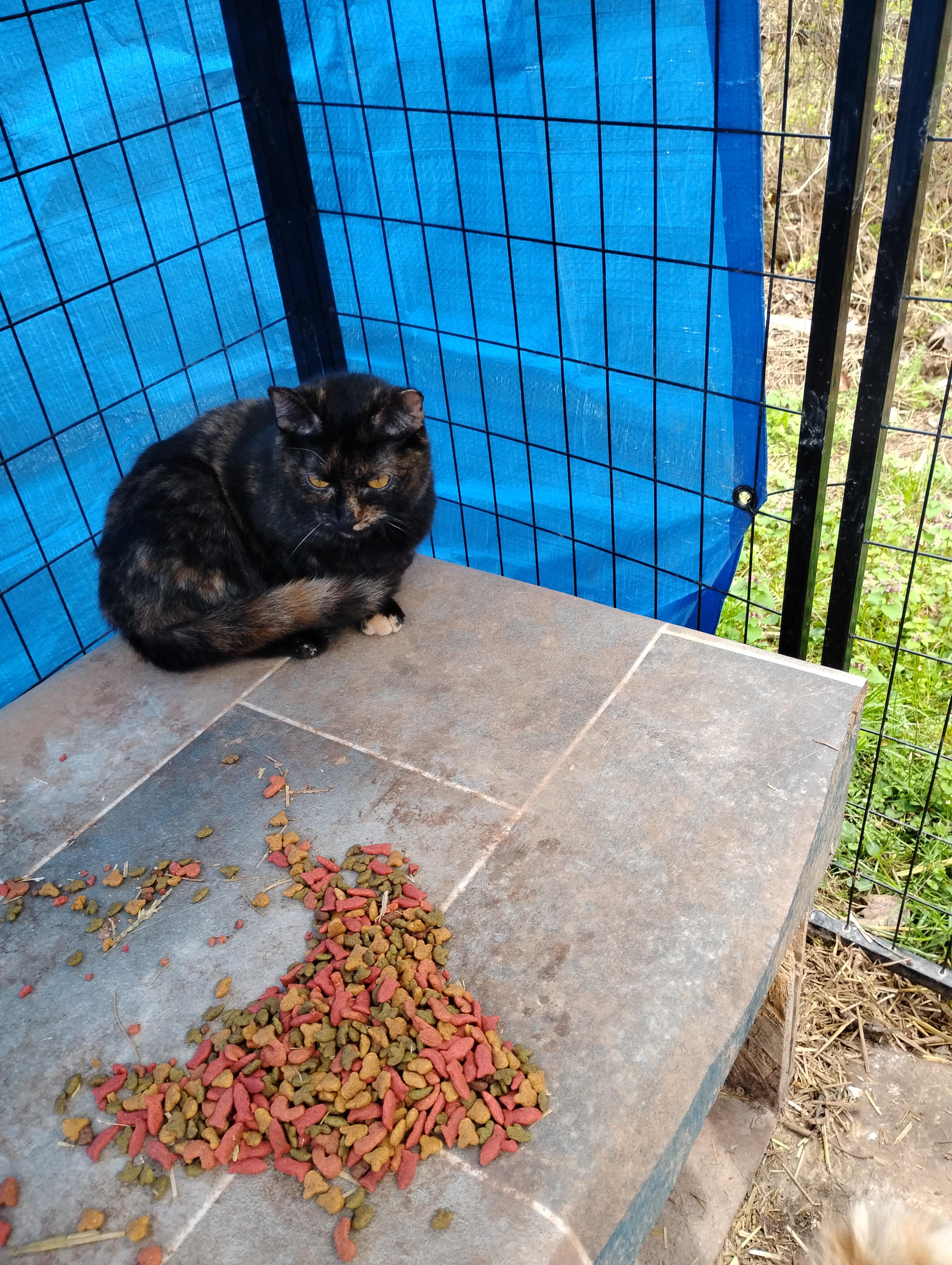 Enlarge Hailey , a ADOPTABLE Domestic Short Hair in Glenville, WV image 1/1