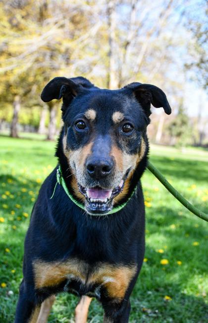 Rocky Girl, a Adoptable mixed breed in Yakima, WA image 1/3