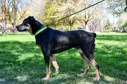 Rocky Girl, a Adoptable mixed breed in Yakima, WA image 2/3