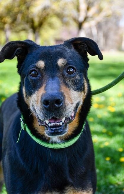 Rocky Girl, a Adoptable mixed breed in Yakima, WA image 3/3