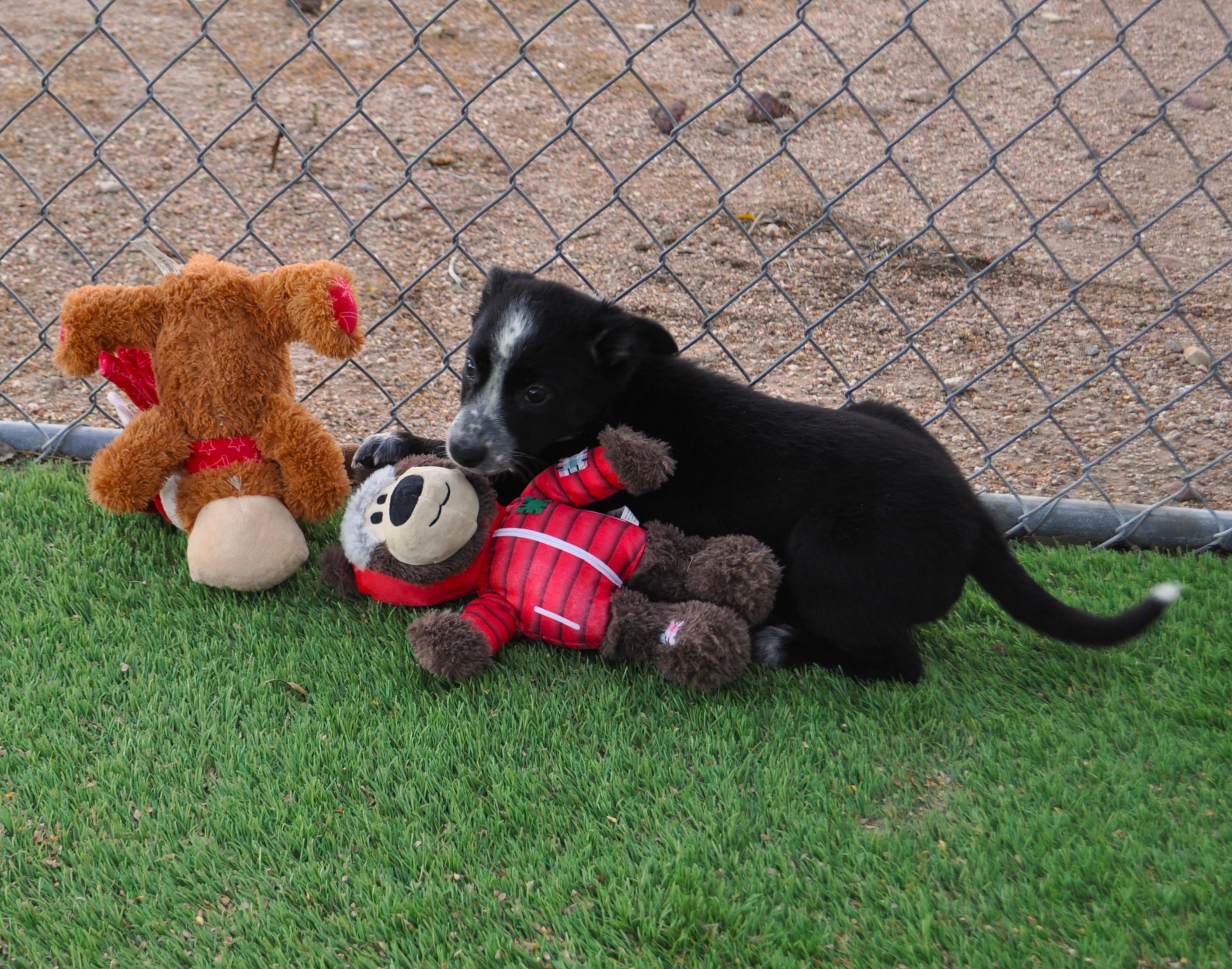Enlarge Hot Toddy, an adoptable mixed breed in Apache Junction, AZ image 2/3