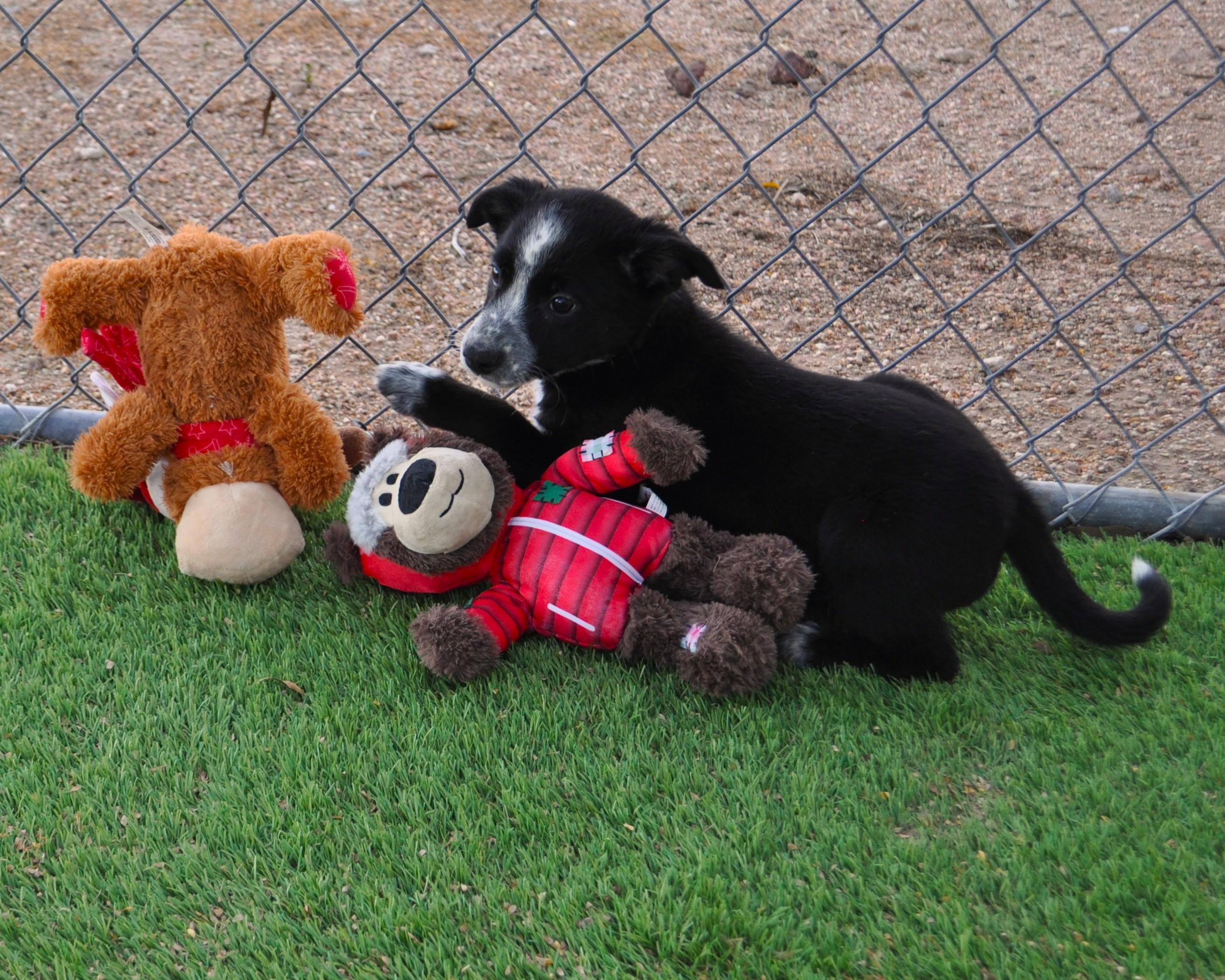 Enlarge Hot Toddy, an adoptable mixed breed in Apache Junction, AZ image 1/3