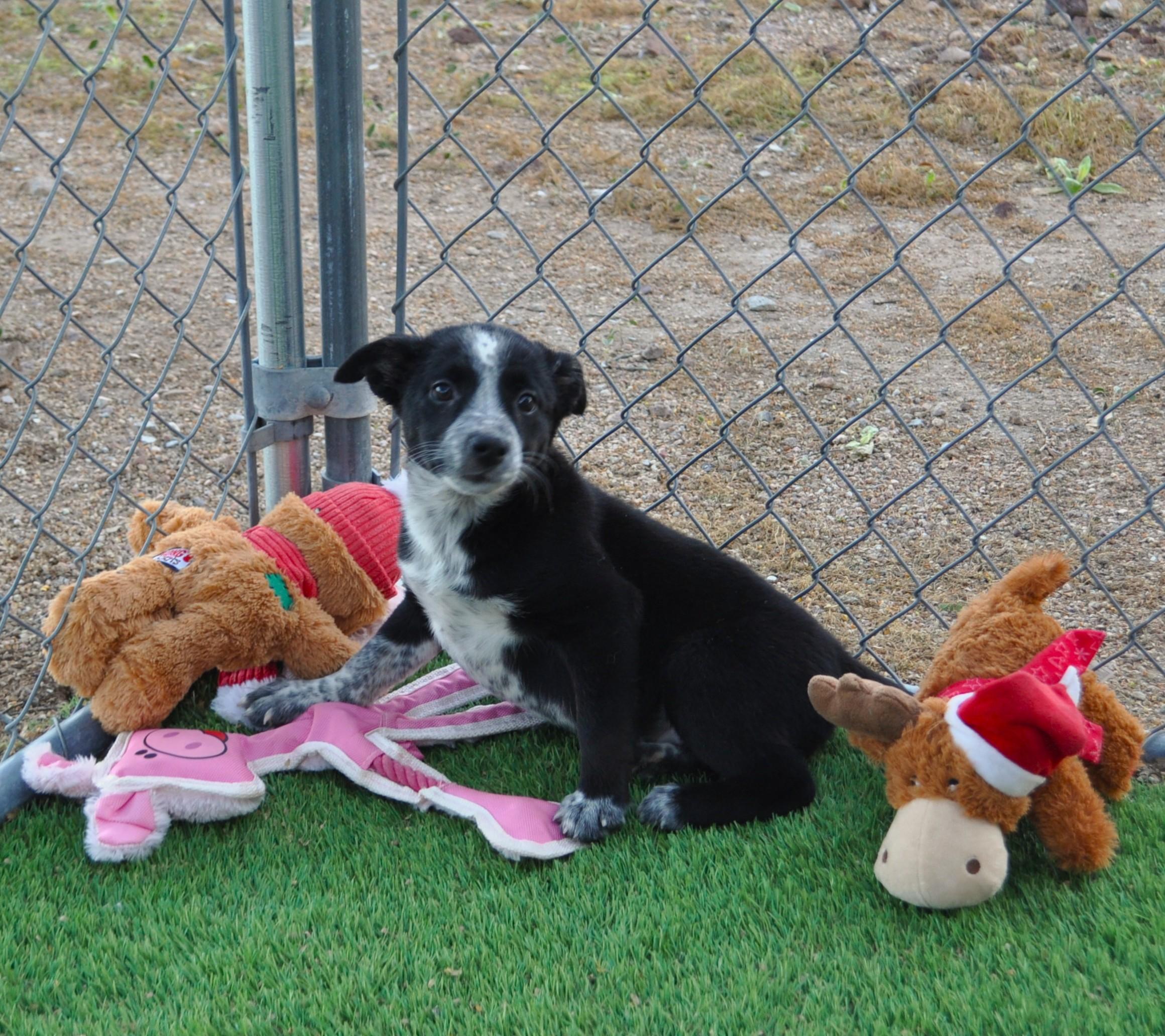 Enlarge Hot Toddy, an adoptable mixed breed in Apache Junction, AZ image 3/3
