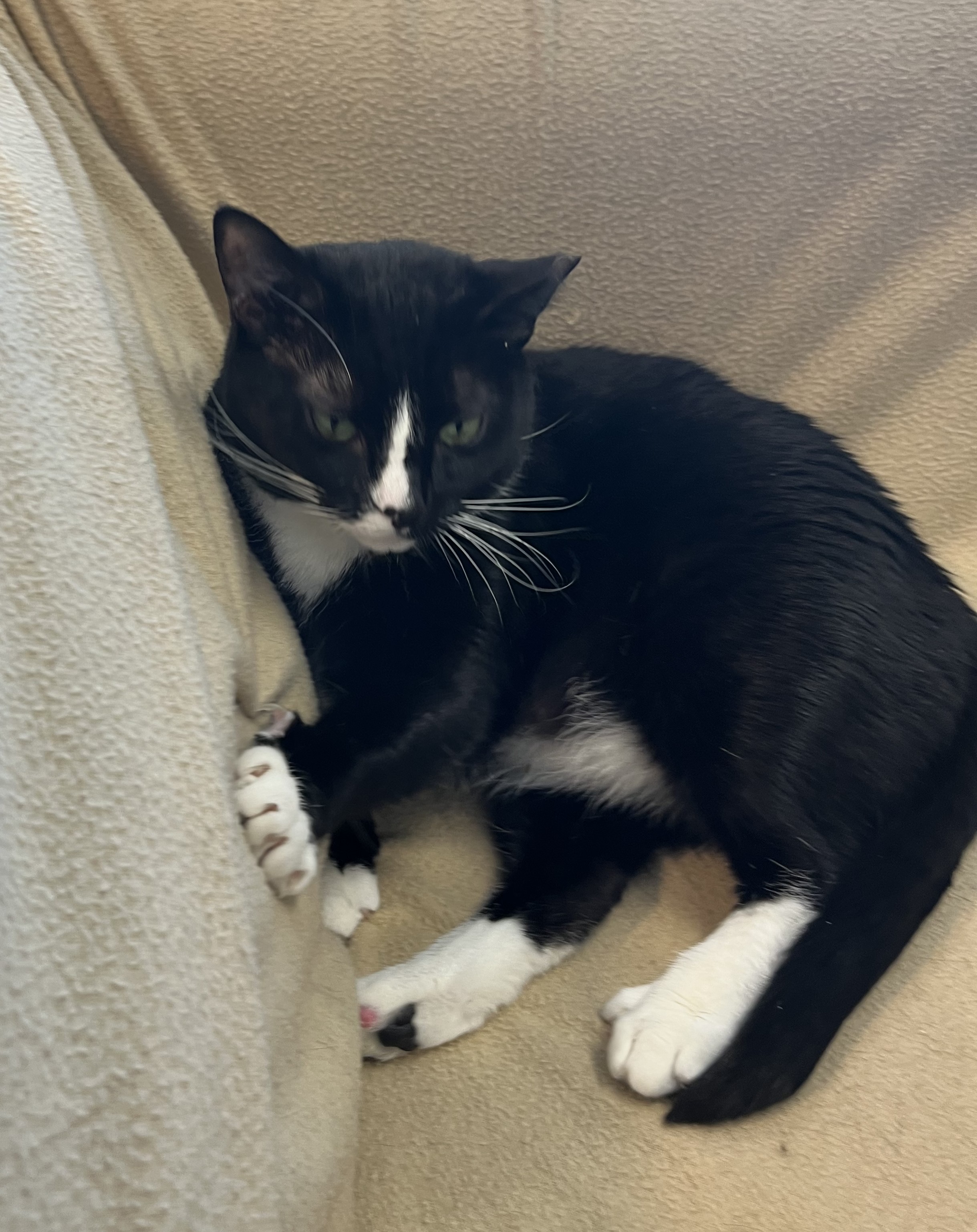 Periwinkle ("Winks"), Adoptable, Young Female Domestic Short Hair.