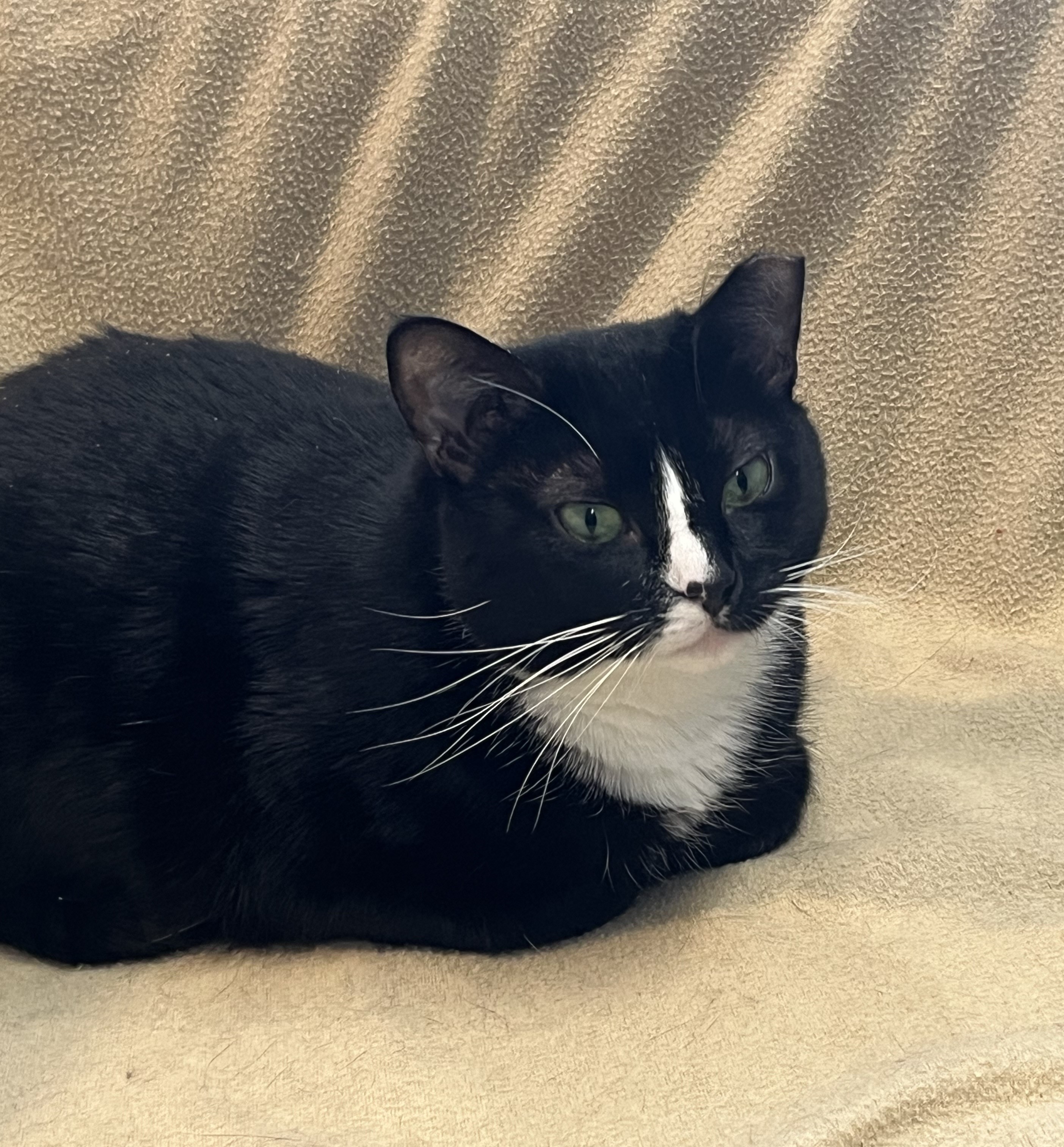 Periwinkle ("Winks"), Adoptable, Young Female Domestic Short Hair.