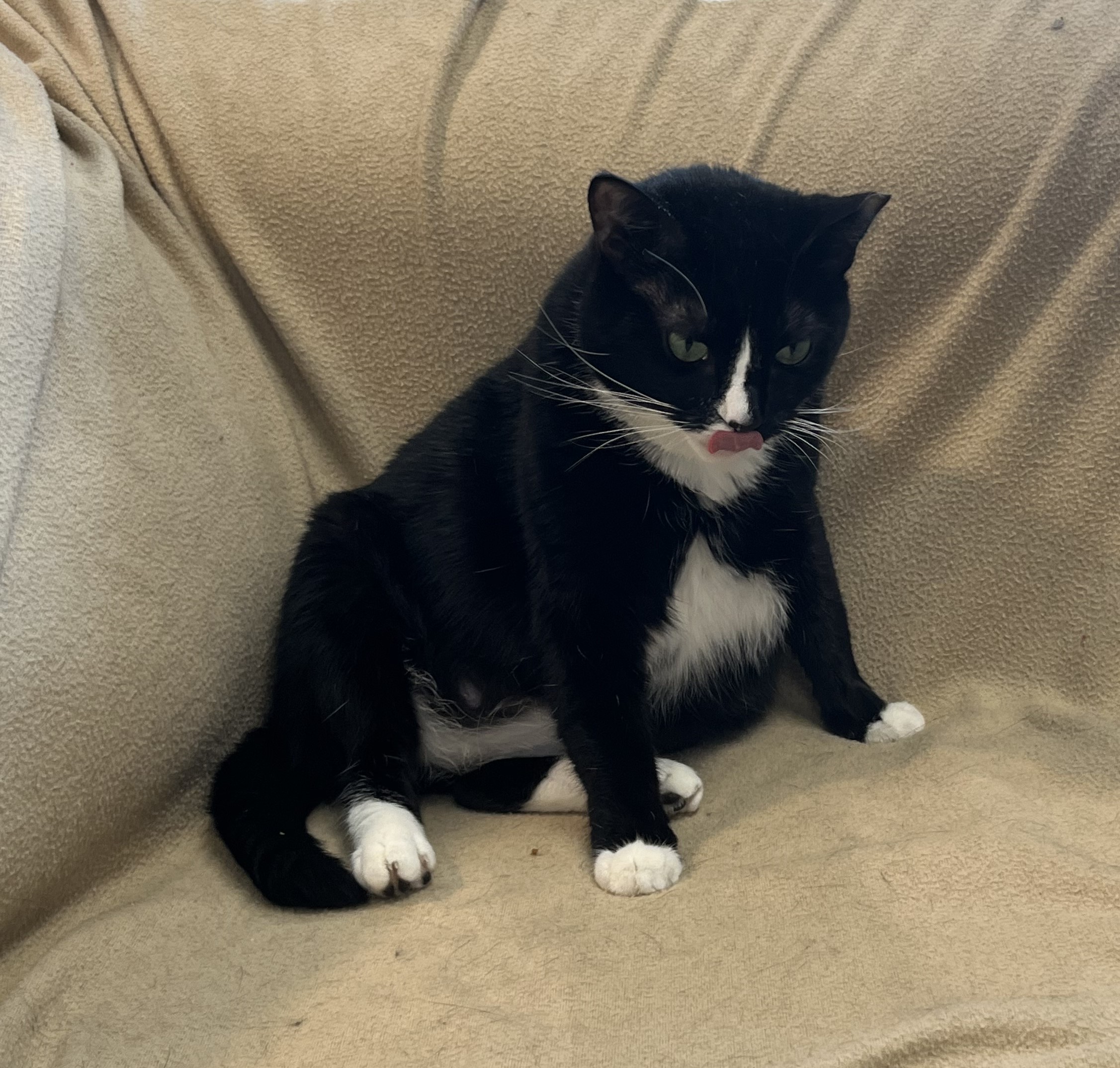 Enlarge Periwinkle ("Winks"), a Adoptable Domestic Short Hair in Rockville, MD image 3/4