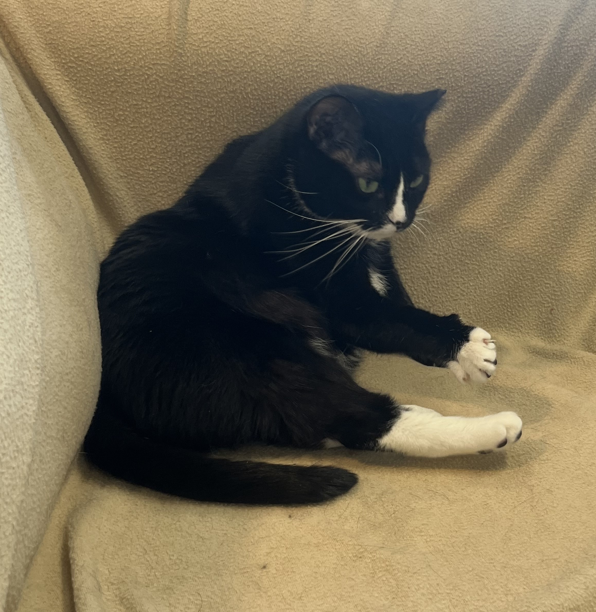 Enlarge Periwinkle ("Winks"), a Adoptable Domestic Short Hair in Rockville, MD image 4/4