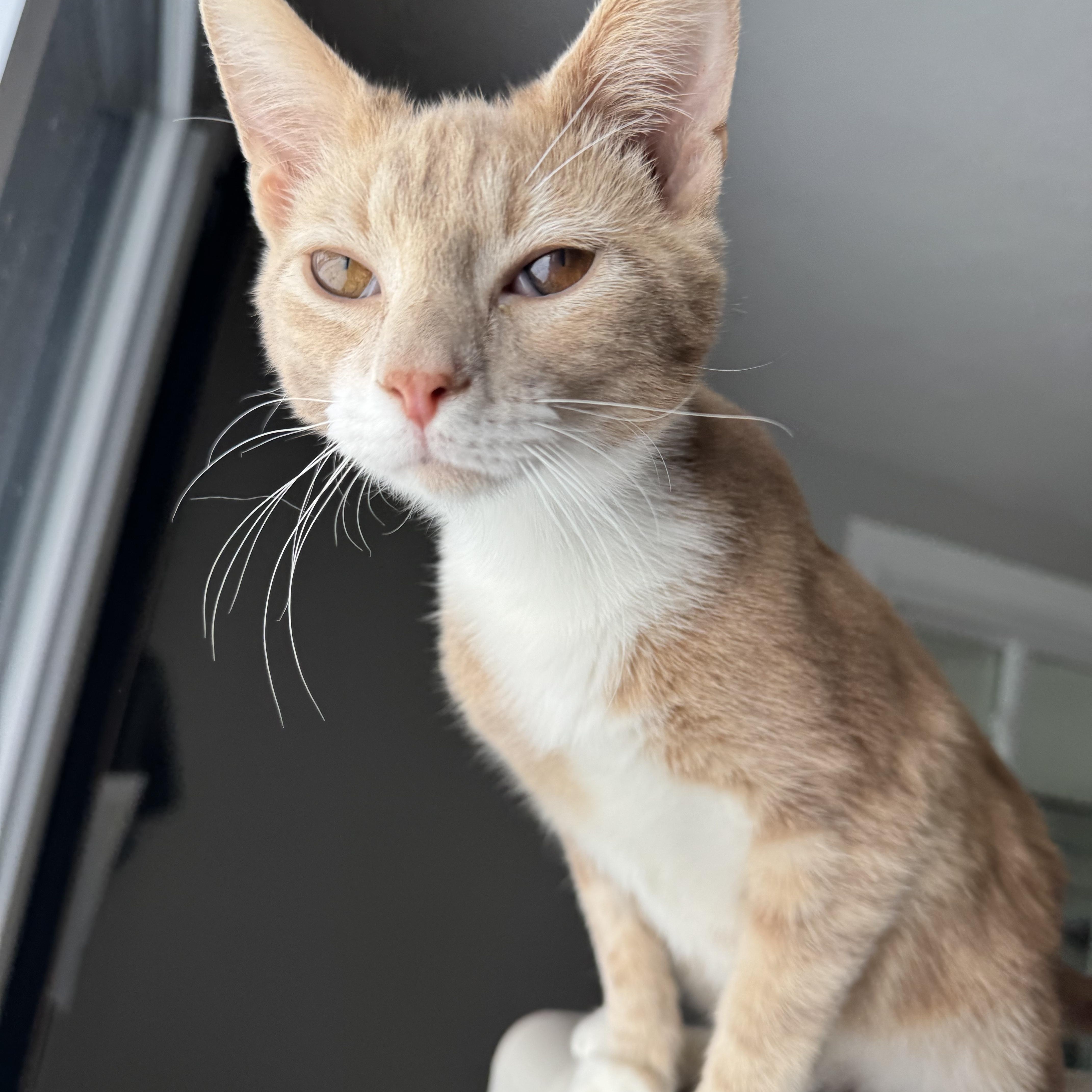 Judson, ADOPTABLE, Young Male Domestic Short Hair.