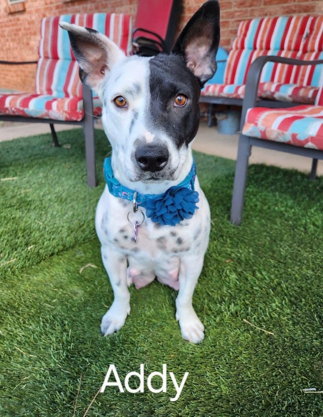 Addy, Adopted, Adult Female Pit Bull Terrier.