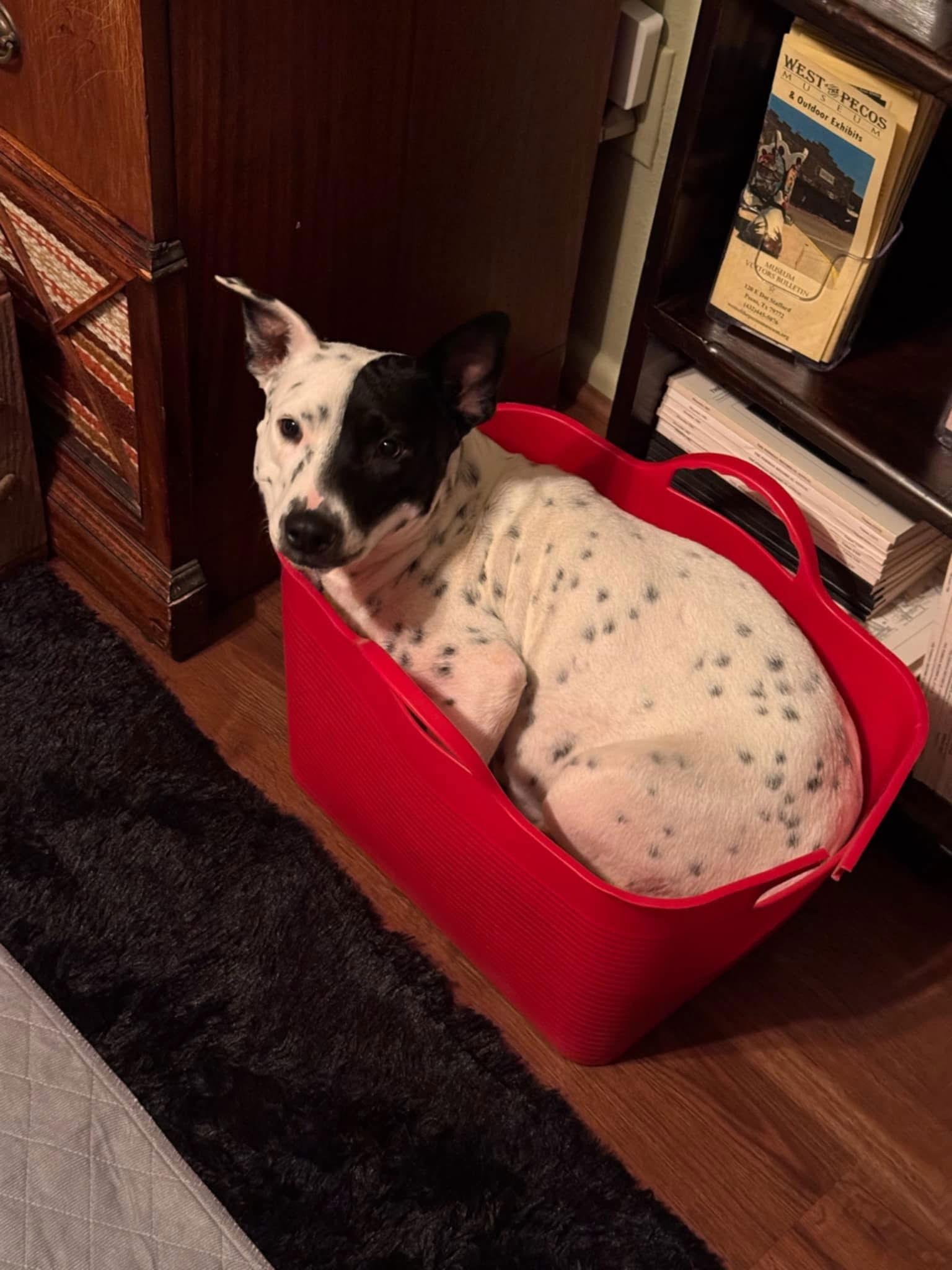 Enlarge Addy, a Adopted Pit Bull Terrier in New London, WI image 2/3