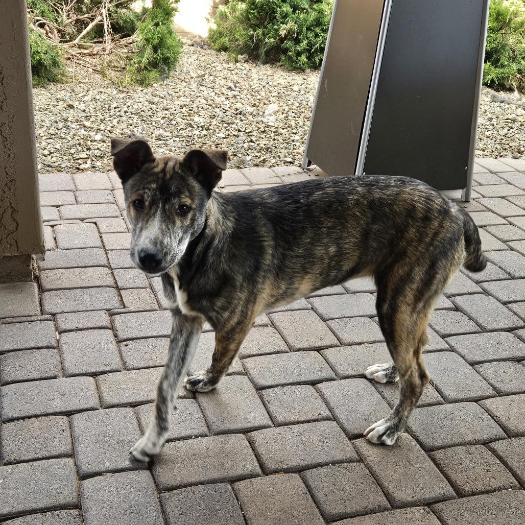 Charlotte (Courtesy Listing), Adoptable, Young Female Pit Bull Terrier & Husky.