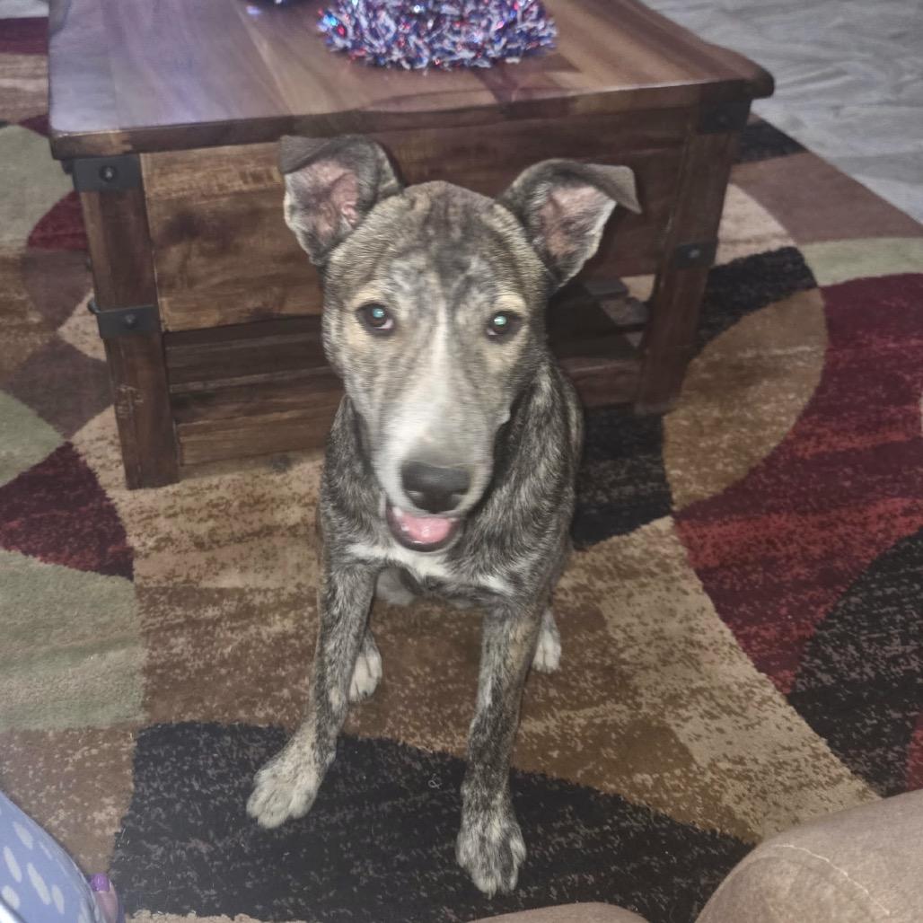 Enlarge Charlotte (Courtesy Listing), a Adoptable mixed breed in Prescott, AZ image 2/3