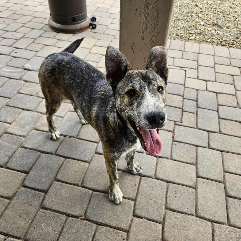 Enlarge Charlotte (Courtesy Listing), a Adoptable mixed breed in Prescott, AZ image 3/3