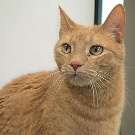 Buggs, Adopted, Young Male Domestic Short Hair.