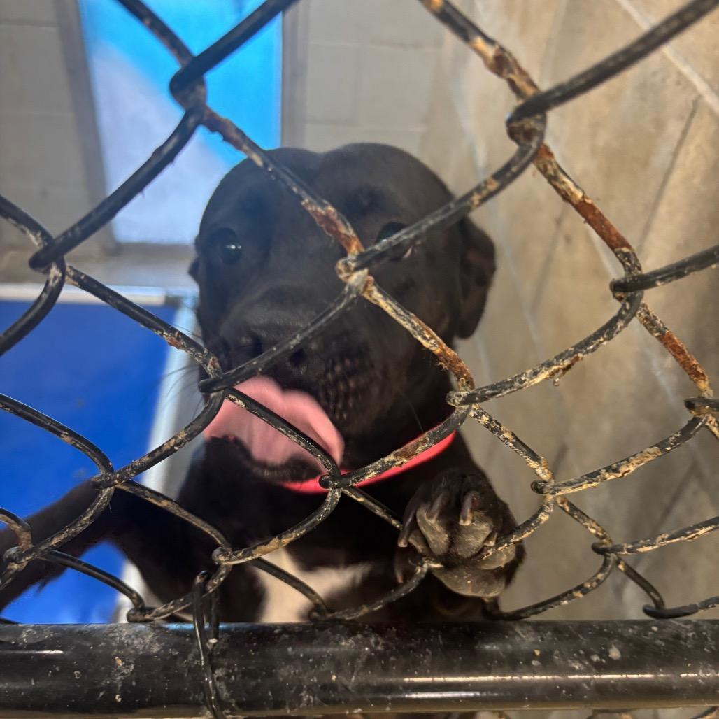 Sweetie, Adoptable, Adult Female Pit Bull Terrier.