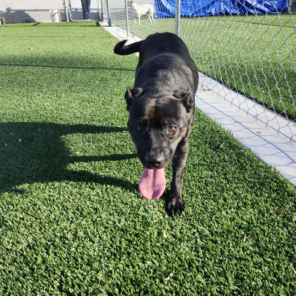 Sweetie, a Adoptable Pit Bull Terrier in Brookfield, MO image 3/3