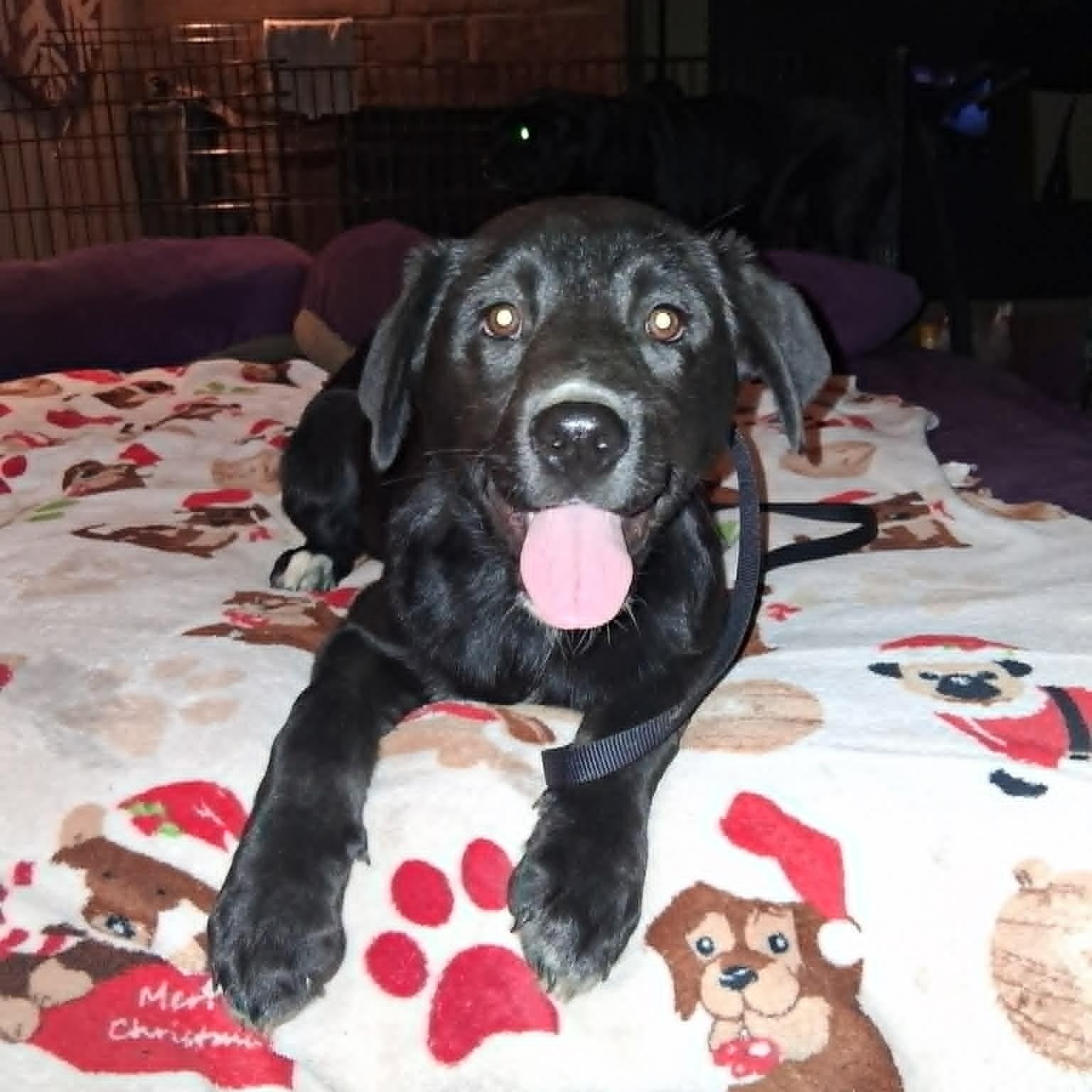 Midnight, a ADOPTABLE mixed breed in North Jackson, OH image 2/2