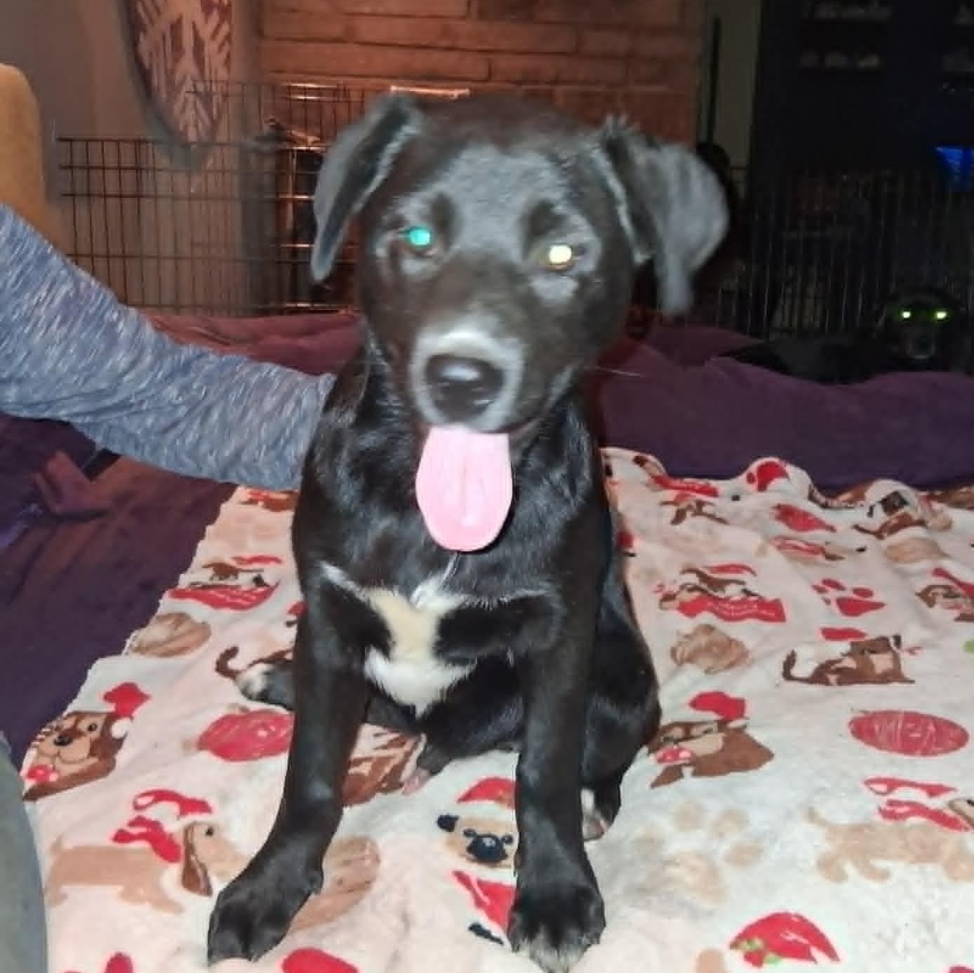 Midnight, ADOPTABLE, Puppy Male Labrador Retriever & German Shepherd Dog.