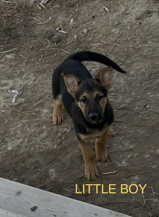Little Boy, Adoptable, Puppy Male German Shepherd Dog.