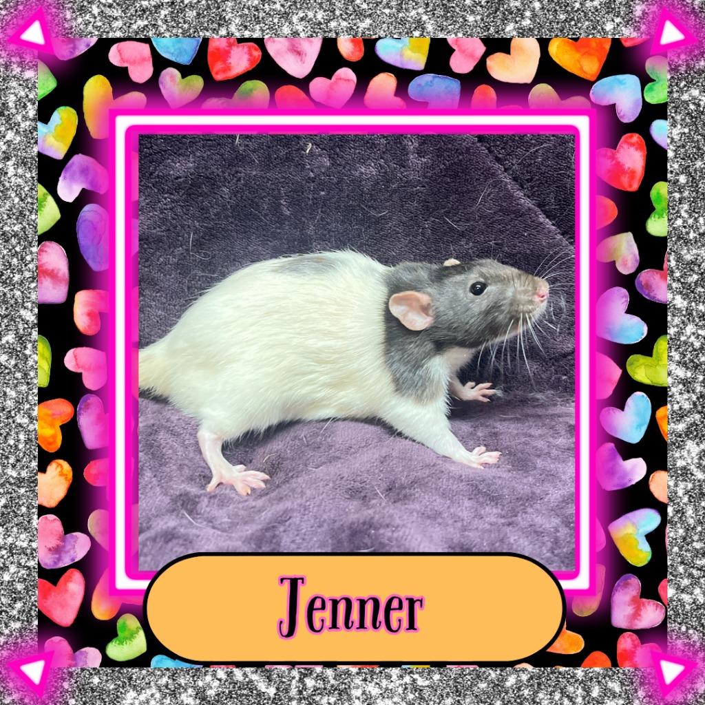 Jenner, a Adoptable Rat in Elizabethtown, KY image 2/2