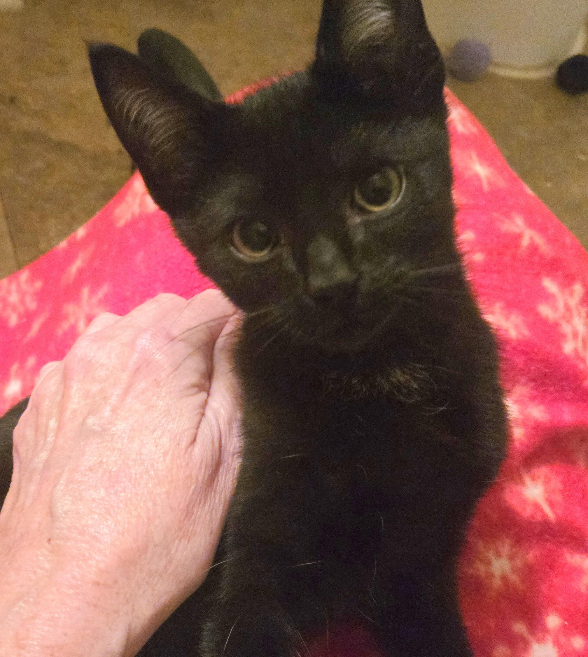 Kingsley, an adopted Domestic Short Hair in Orange, CA image 1/3