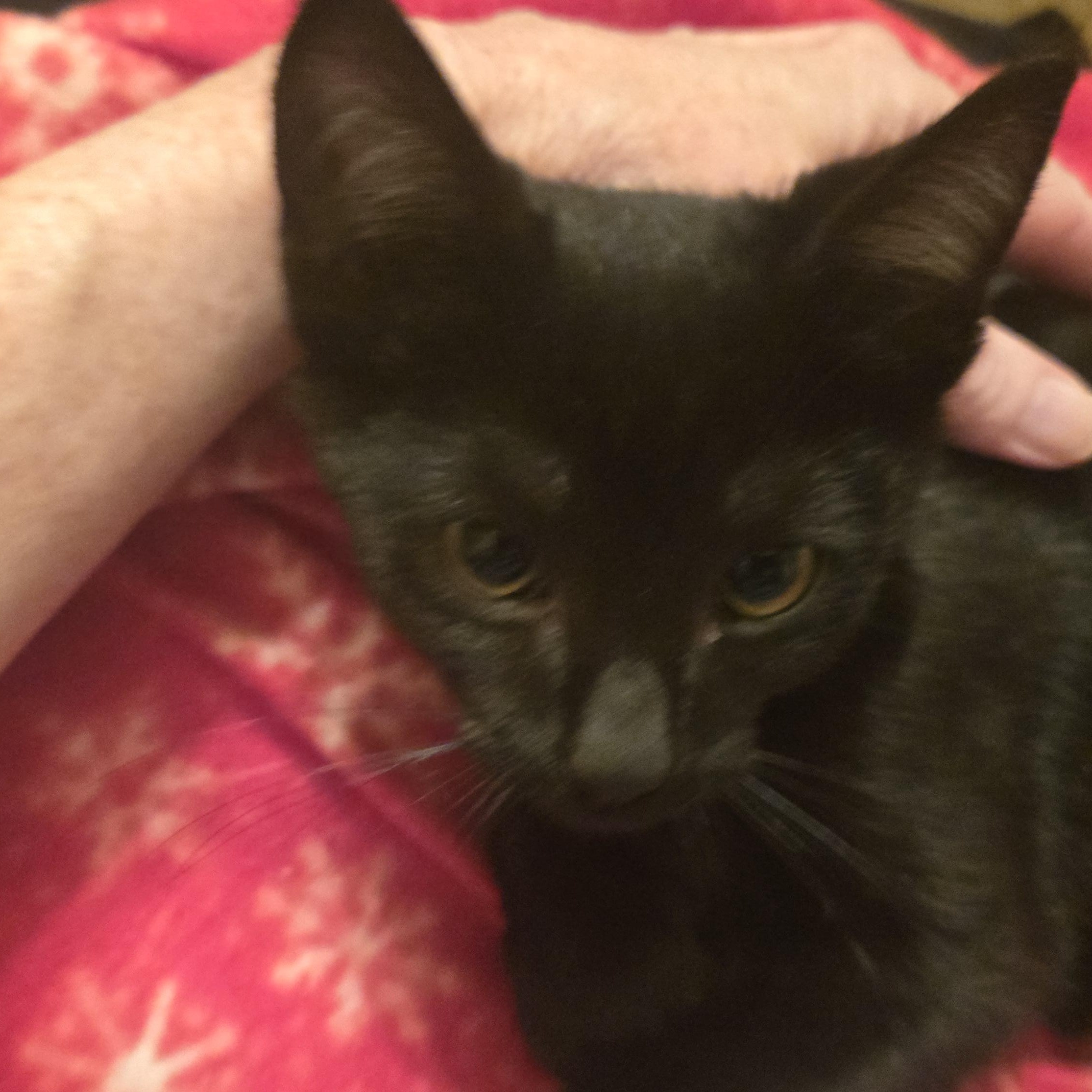 Kingsley, an adopted Domestic Short Hair in Orange, CA image 3/3