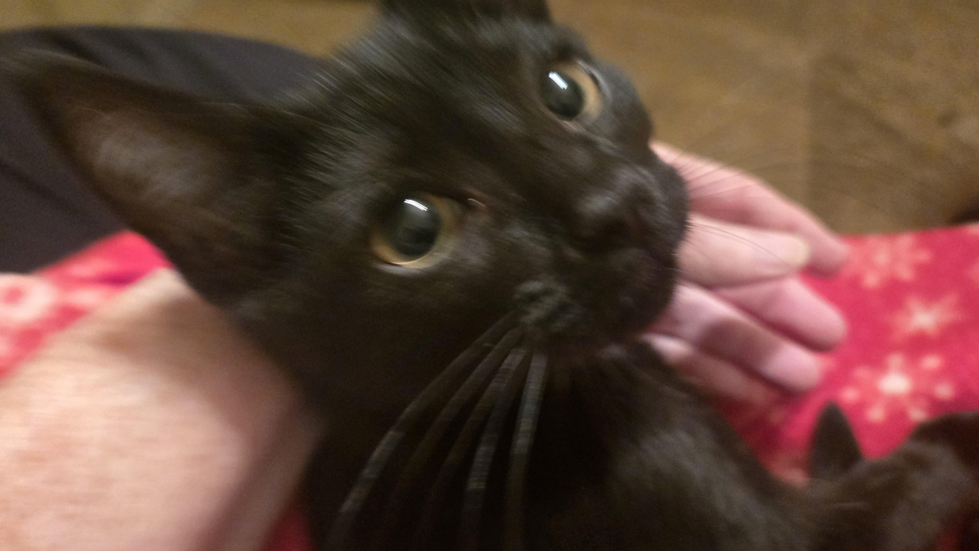 Kingsley, an adopted Domestic Short Hair in Orange, CA image 2/3