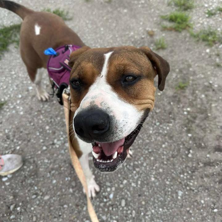 Cassie (Sponsored), a Adoptable mixed breed in Chariton, IA image 1/6