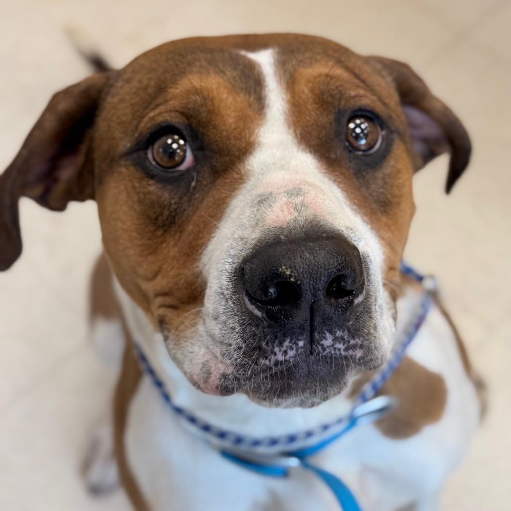 Enlarge Cassie, a Adoptable mixed breed in Chariton, IA image 1/6