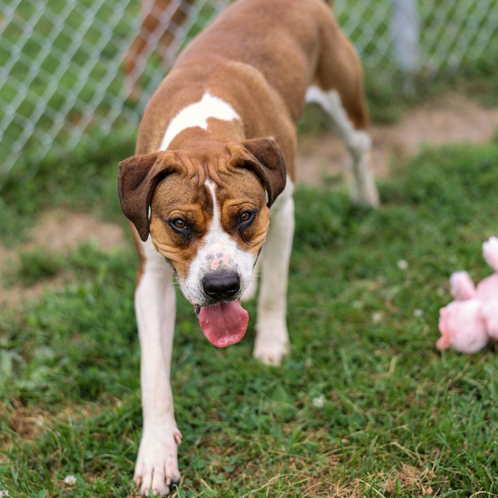 Enlarge Cassie, a Adoptable mixed breed in Chariton, IA image 2/6