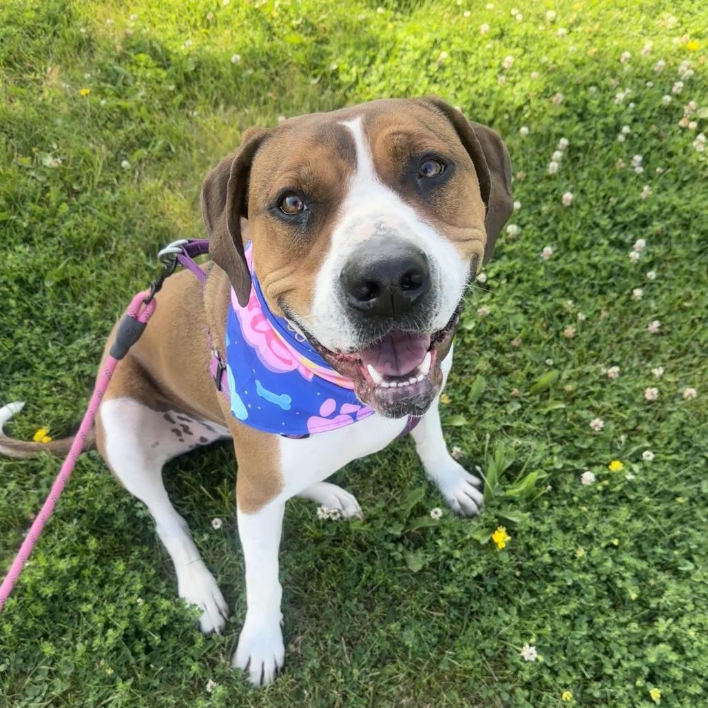 Cassie (Sponsored), a Adoptable mixed breed in Chariton, IA image 3/6