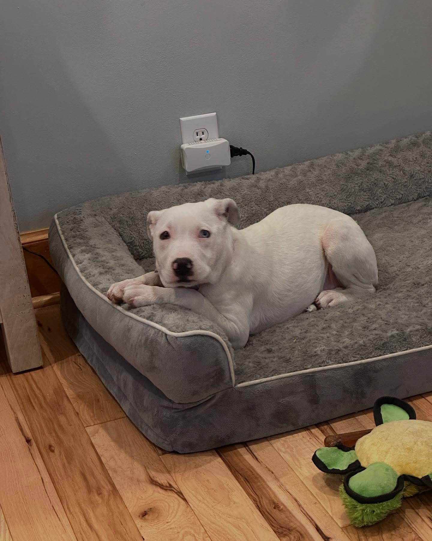 Eliza, Young Female American Staffordshire Terrier