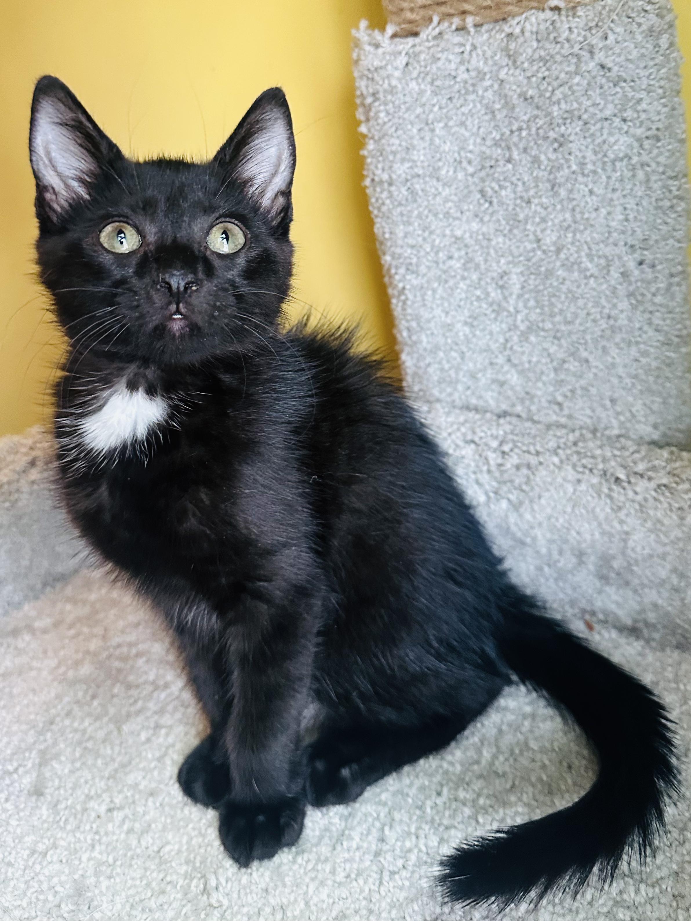 Arwen, ADOPTABLE, Kitten Female Domestic Short Hair.