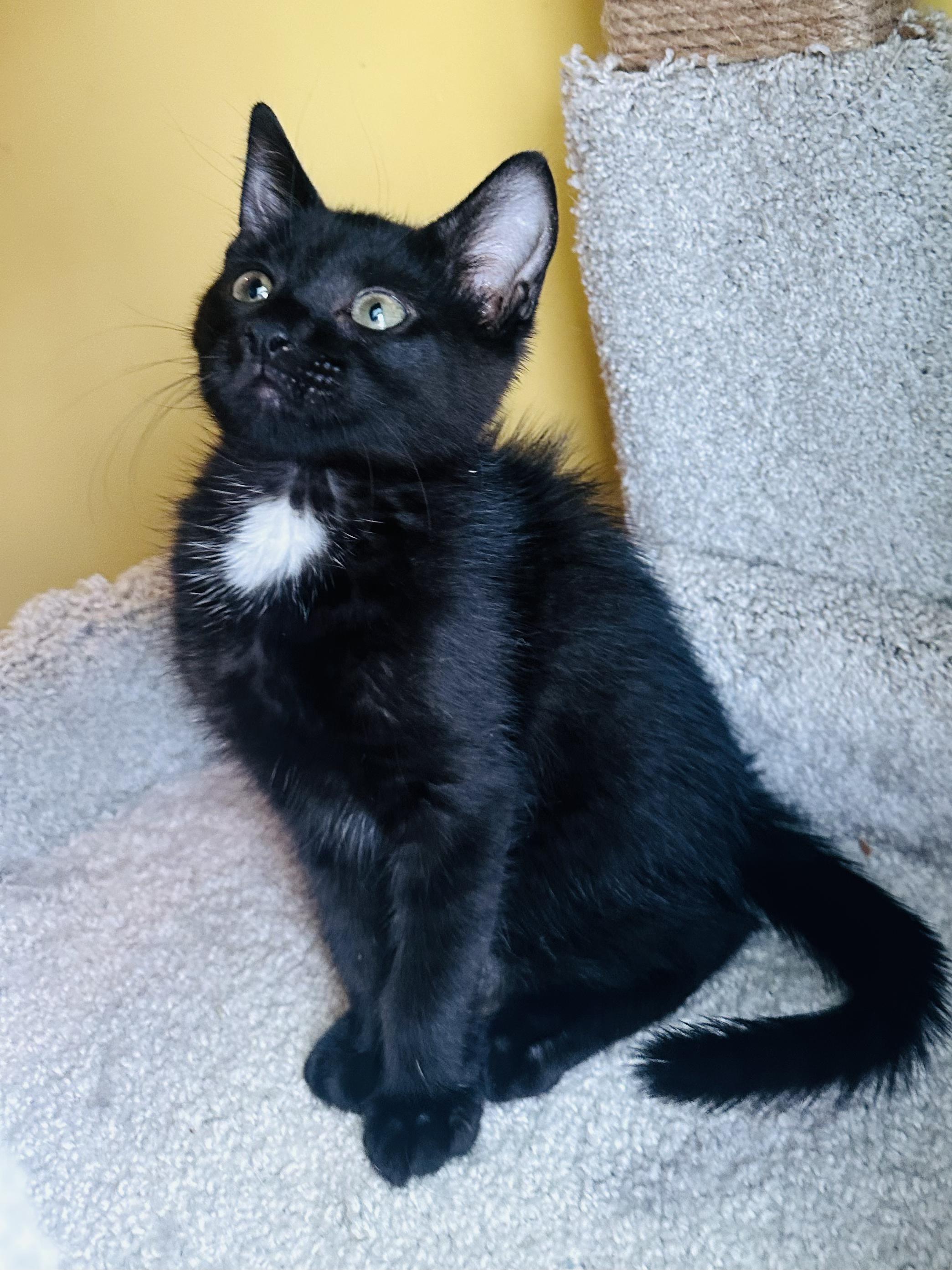 Arwen, a ADOPTABLE Domestic Short Hair in Little River, SC image 2/2
