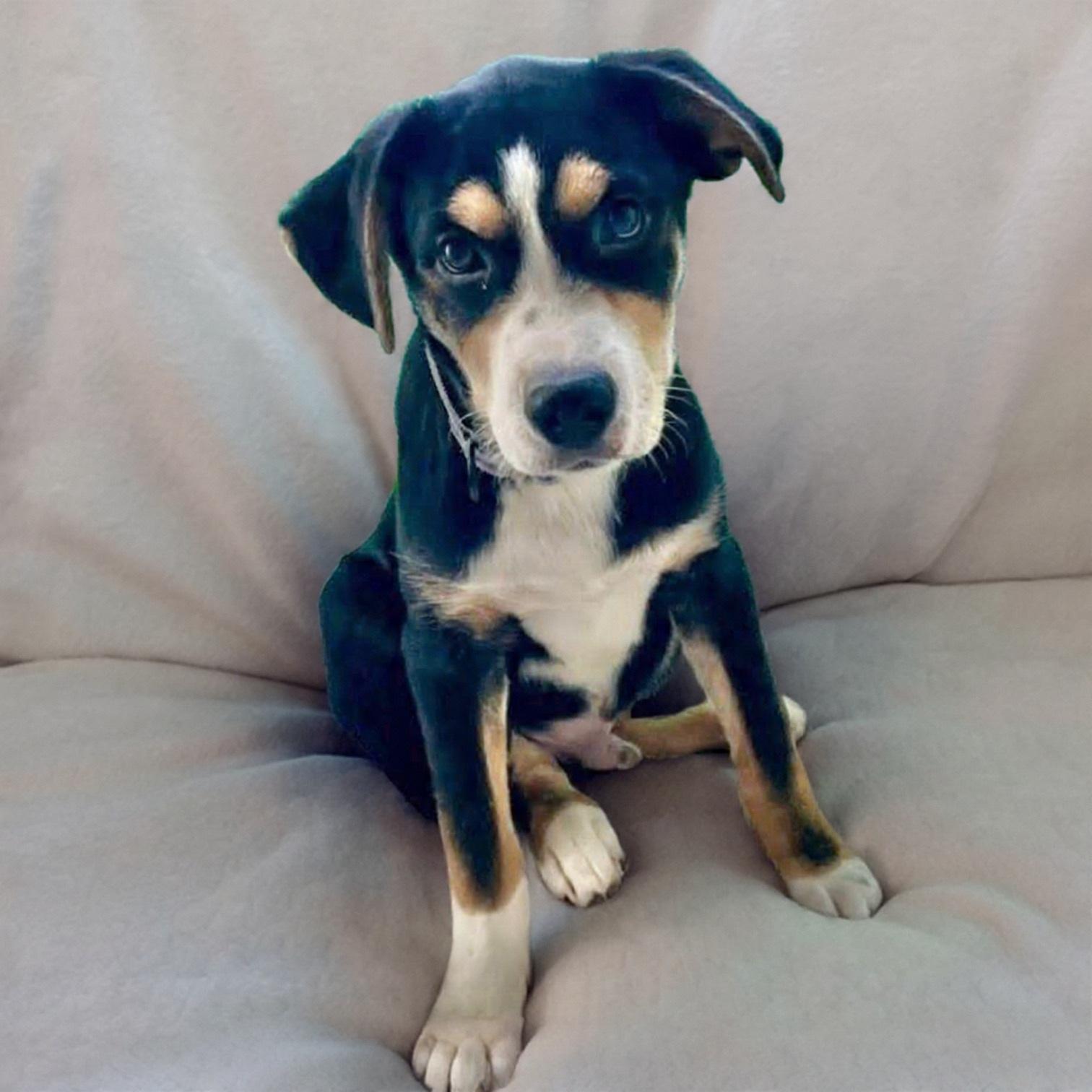 JAXON - Mama Rhea, ADOPTABLE, Puppy Male Mountain Dog & Greater Swiss Mountain Dog.