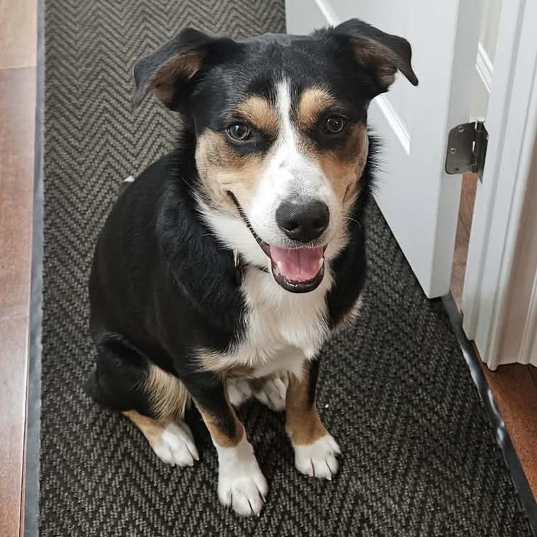 Enlarge JAXON - Mama Rhea, a ADOPTABLE mixed breed in Pittstown, NJ image 3/4