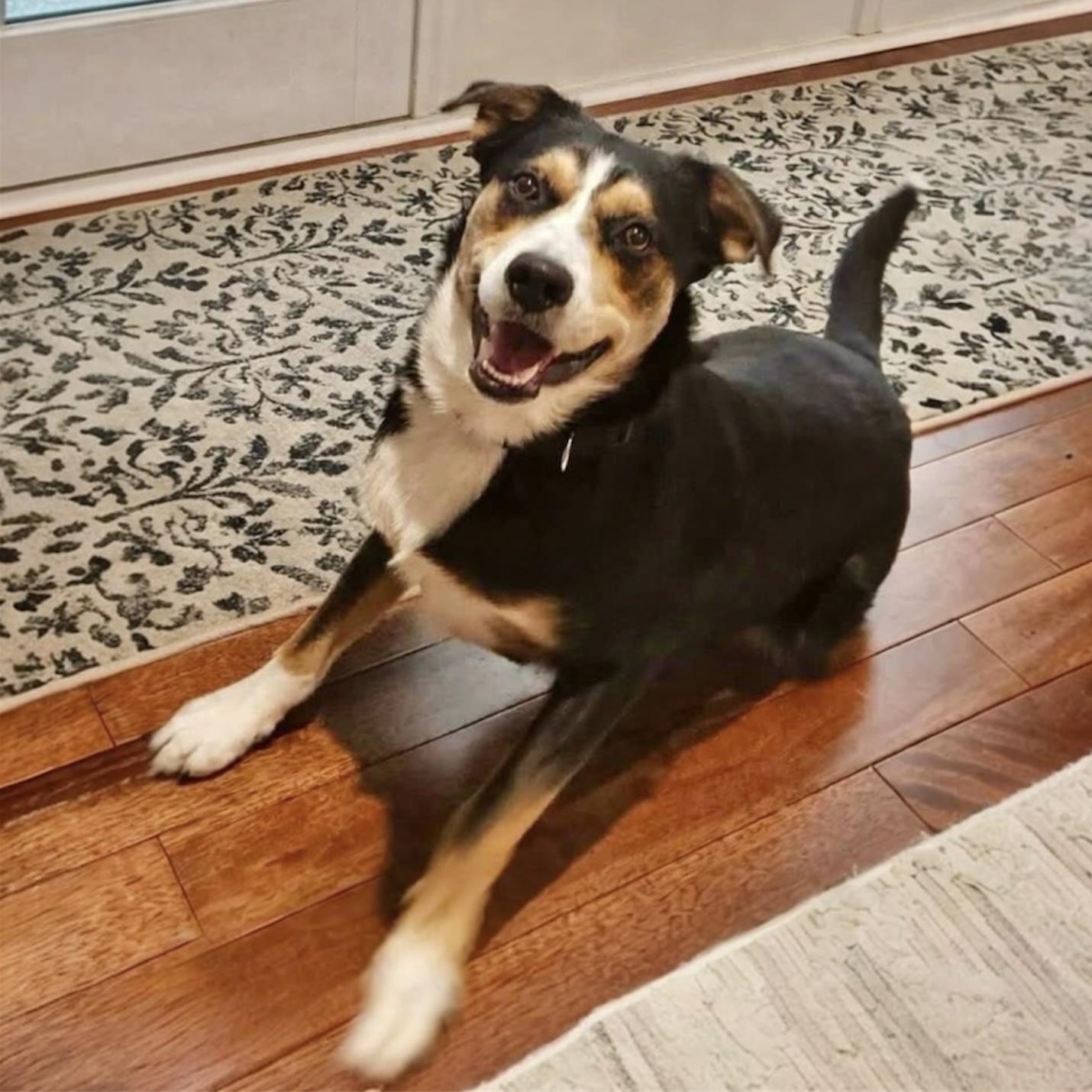 Enlarge JAXON - Mama Rhea, a ADOPTABLE mixed breed in Pittstown, NJ image 2/4