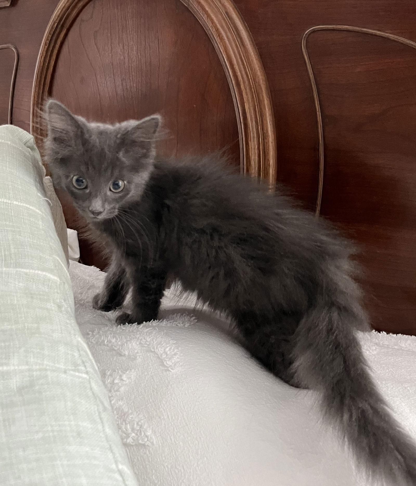 Freedom, Adoptable, Kitten Male Domestic Medium Hair.