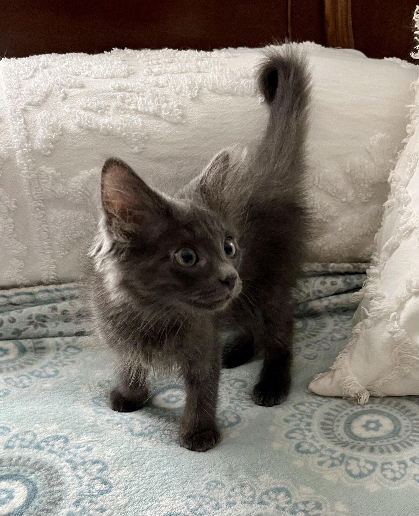 Freedom, a Adoptable Domestic Medium Hair in Rural Hall, NC image 2/3