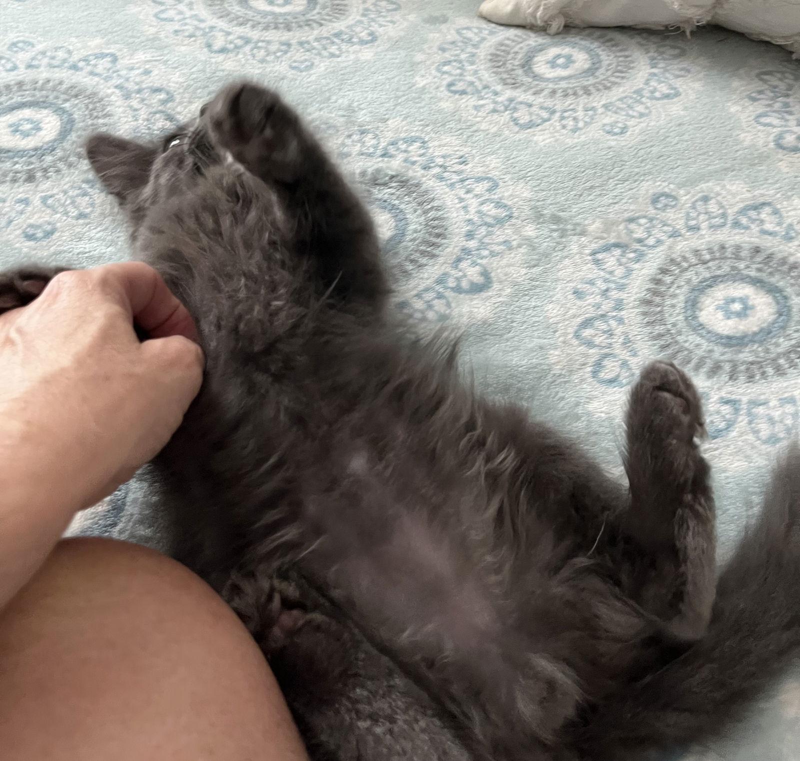 Freedom, a Adoptable Domestic Medium Hair in Rural Hall, NC image 3/3