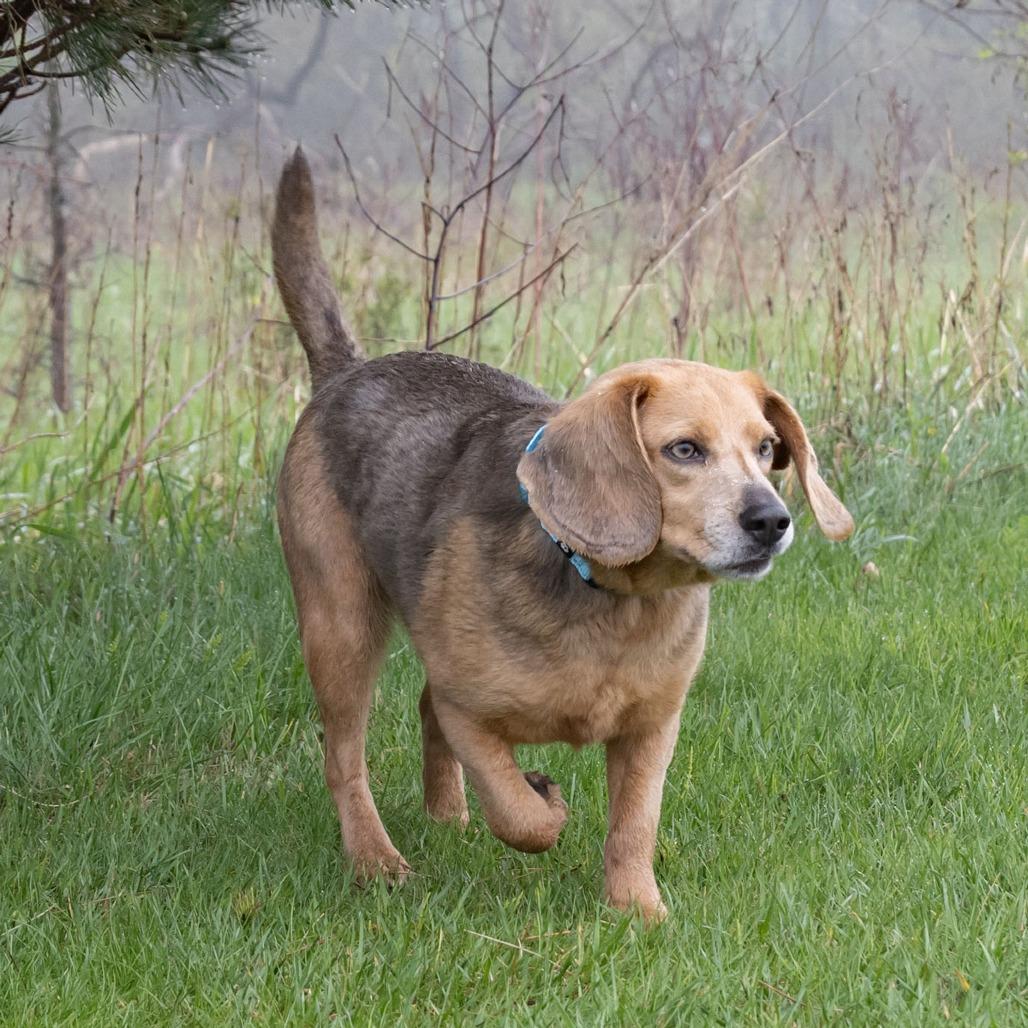 Ollie, Adoptable, Adult Male Beagle.
