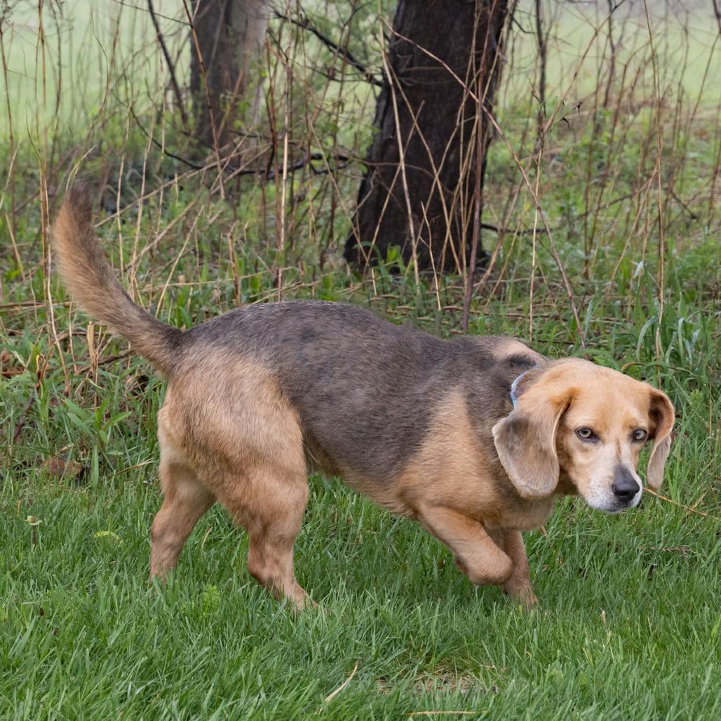 Enlarge Ollie, a Adoptable mixed breed in Erie, PA image 2/6